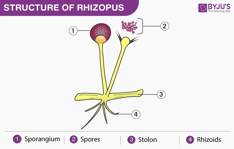 Reproduction in Rhizopus